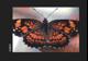 Butterfly 2